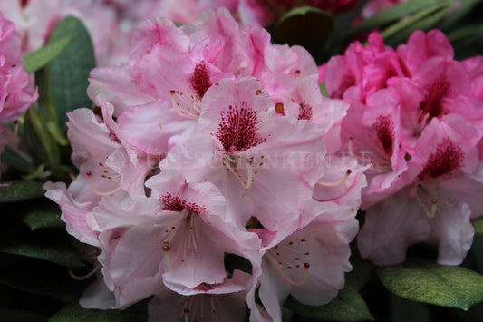 Rhododendron yakushimanum 'Nicoletta'