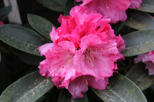 Rhododendron yakushimanum 'Rendezvous'