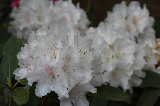 Rhododendron yakushimanum 'Schneekrone'