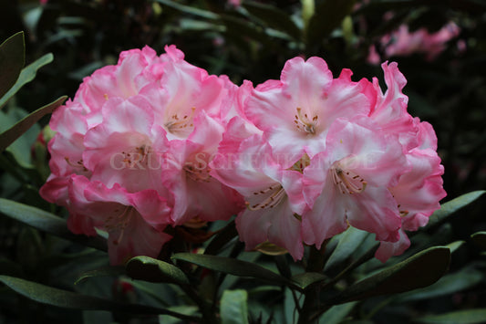 Rhododendron yakushimanum 'Valerie'