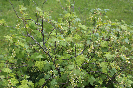 Ribes americanum - Kanadische Johannisbeere