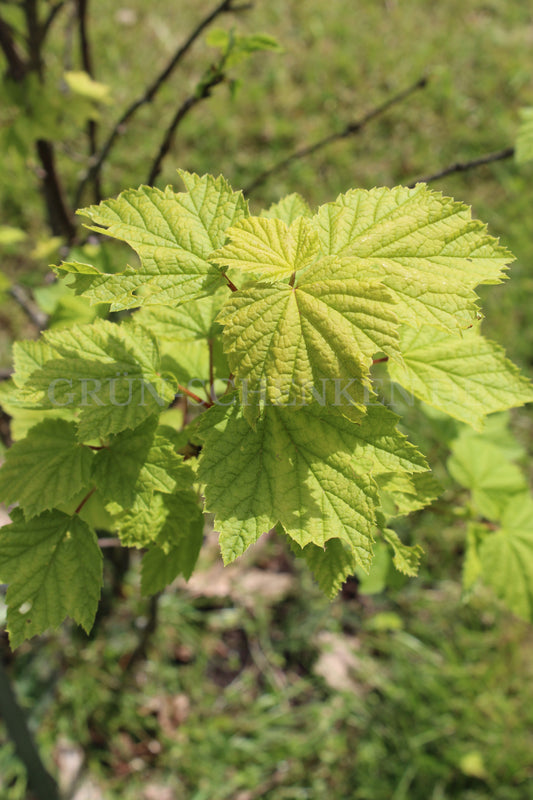 Ribes atropurpureum