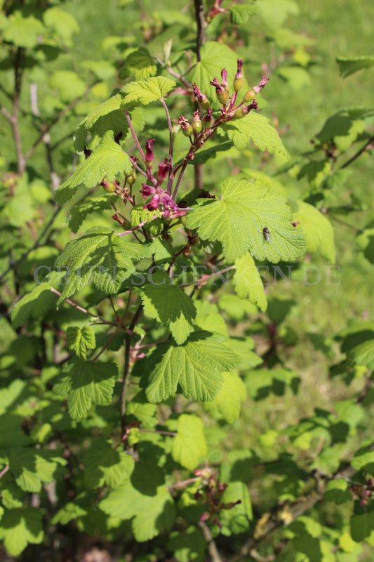 Ribes bracteosum