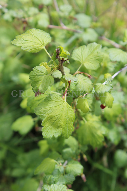 Ribes divaricatum - Schwarze Honigbeere