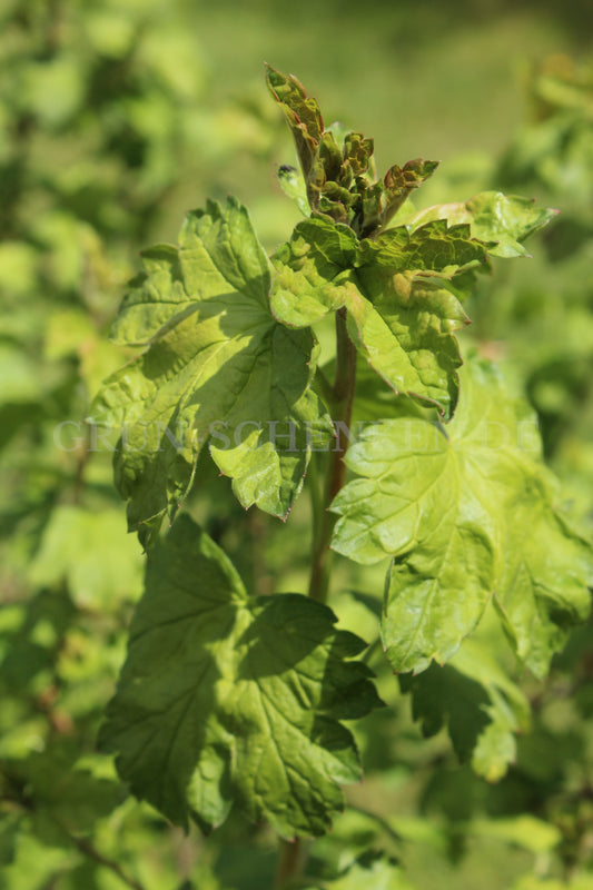 Ribes fasciculatum - Dolden-Johannisbeere