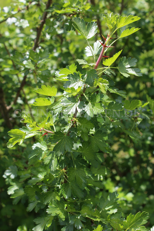 Ribes leptanthum - Zartblütige Stachelbeere