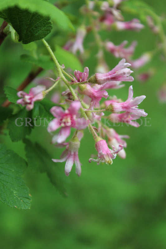 Ribes sanguineum - Blutjohannisbeere