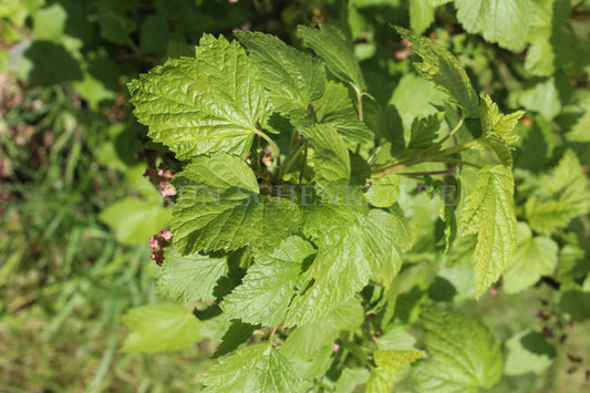 Ribes viscosissimum