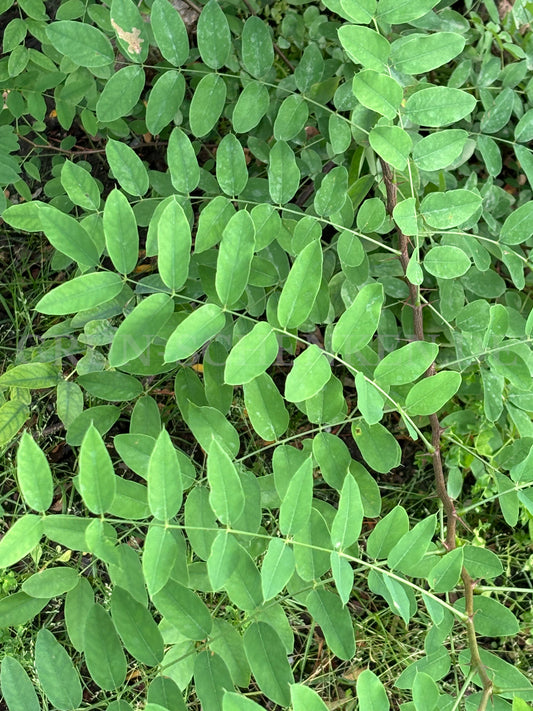 Robinia hispida - Borstige Robinie