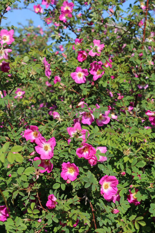 Rosa gallica - Essig-Rose