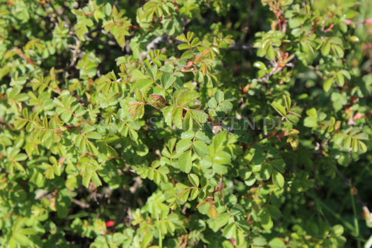 Rosa pulverulenta