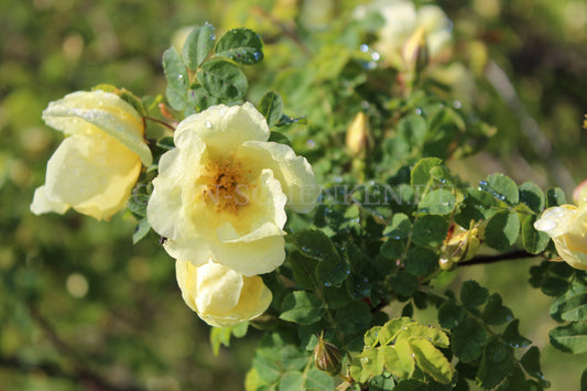 Rosa xanthina - Gelbe Rose