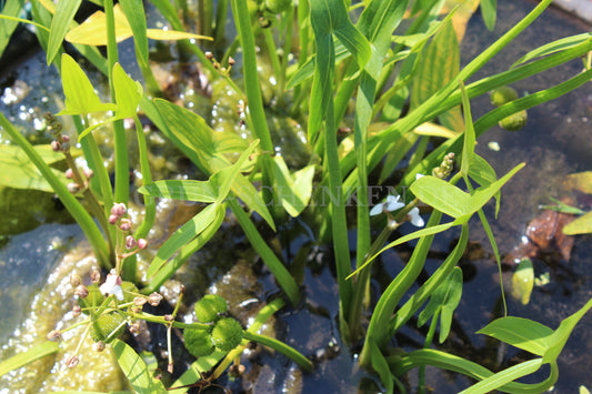Sagittaria sagittifolia - Pfeilkraut