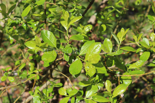 Salix atrocinerea - Grauweide