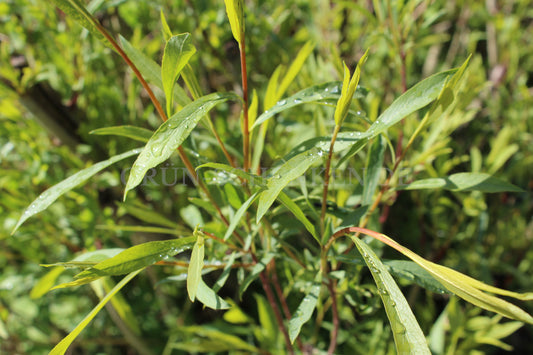 Salix caspica - Kaspische Weide