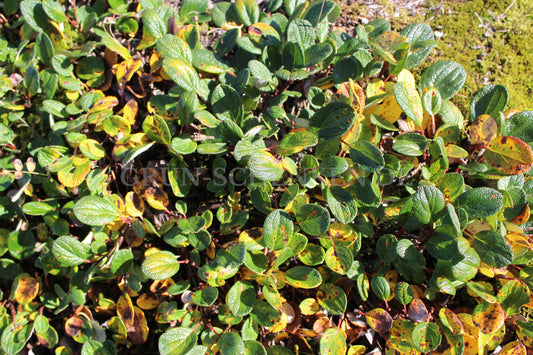 Salix reticulata - Netz-Weide