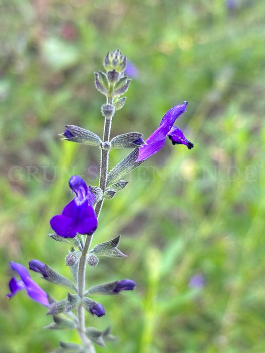 Salvia coahuilensis - Sierra Madre Salbei