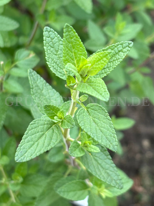 Salvia microphylla - Johannisbeer-Salbei