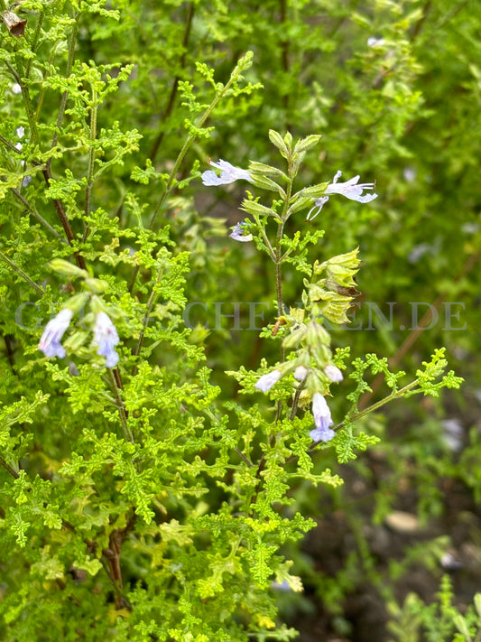 Salvia namaensis - Filigran Salbei