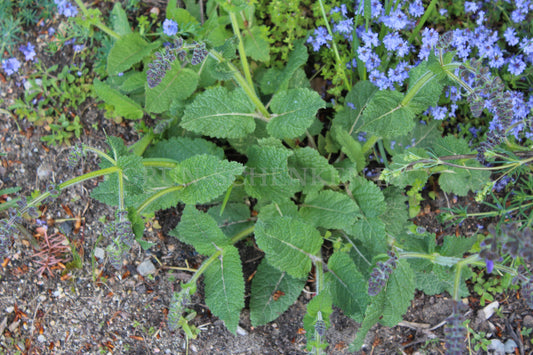 Salvia pratensis - Wiesensalbei