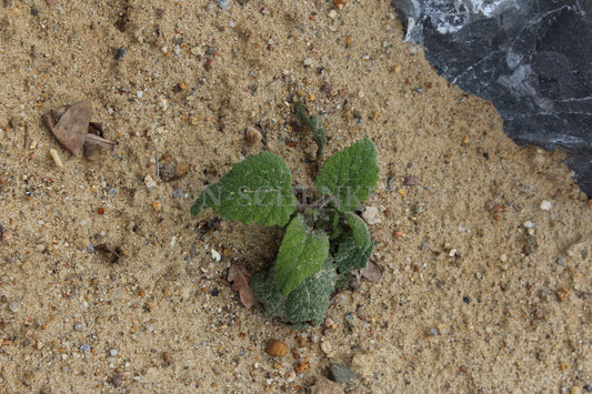 Salvia sclarea - Muskatellersalbei