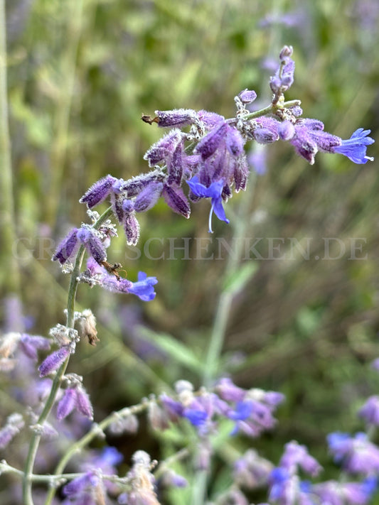 Salvia yangii - Blauraute