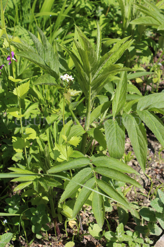 Sambucus ebulus - Zwerg-Holunder