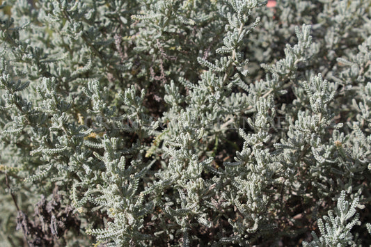 Santolina chamaecyparissus - Silbrigblättriges Heiligenkraut