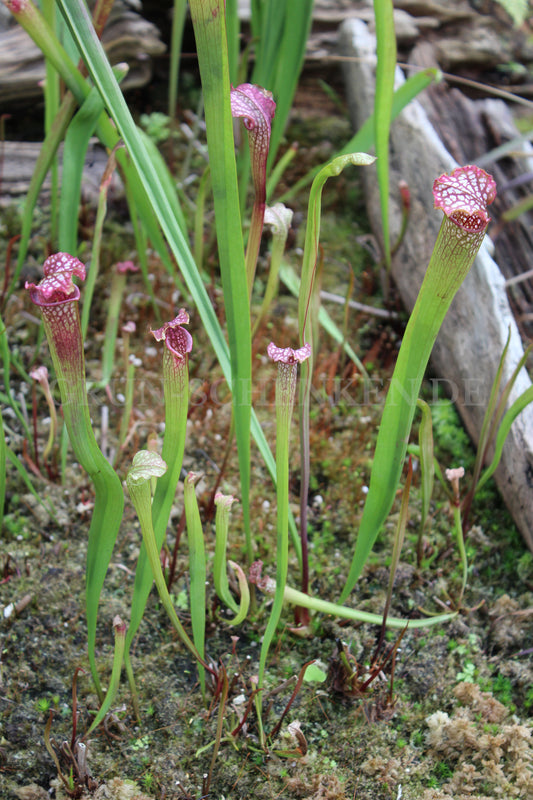 Sarracenia leucophylla - Weiße Schlauchpflanze