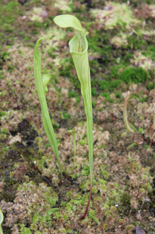 Sarracenia oreophila - Grüne Schlauchpflanze