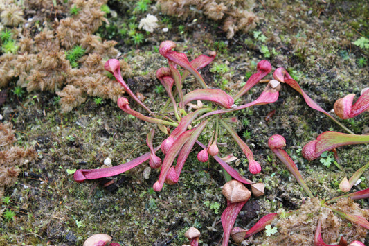 Sarracenia psittacina - Papageien-Schlauchpflanze