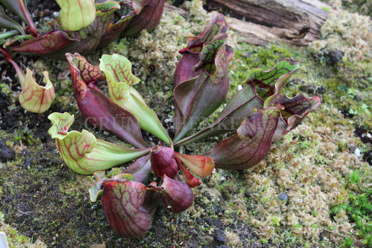 Sarracenia purpurea - Rote Schlauchpflanze