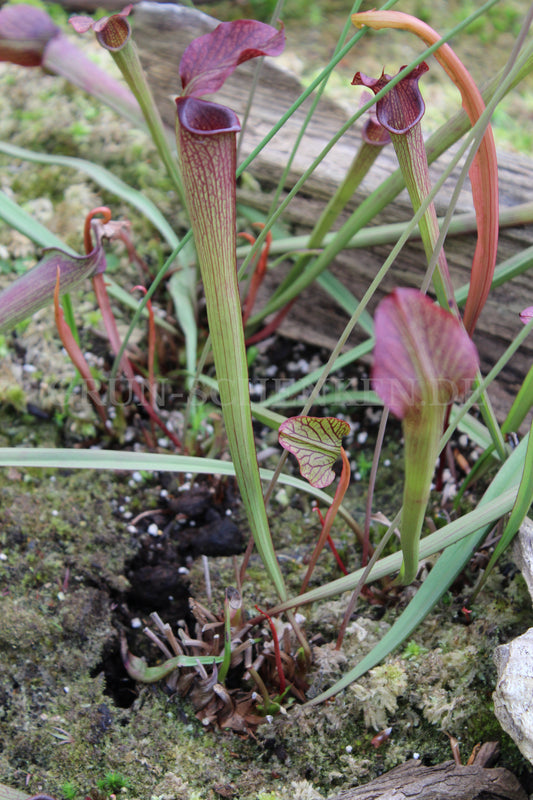 Sarracenia × rehderi