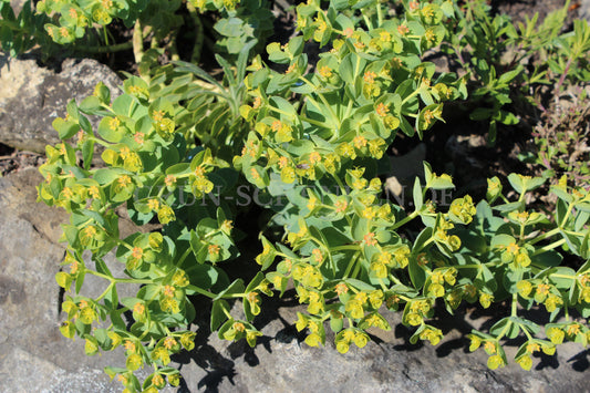 Saxifraga ferdinandi-coburgi