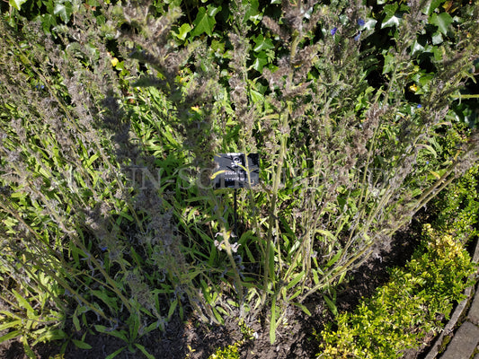 Scutellaria lateriflora - Helmkraut