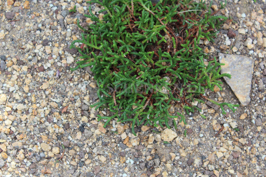 Sedum cupressoides