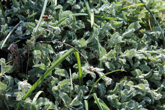 Sedum pallidum - Bleiche Fetthenne