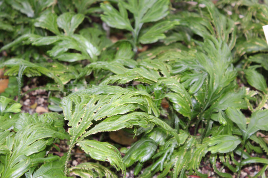 Selaginella grandis