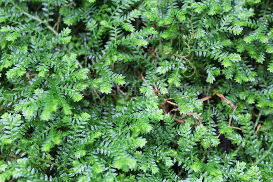 Selaginella kraussiana - Polster-Moosfarn