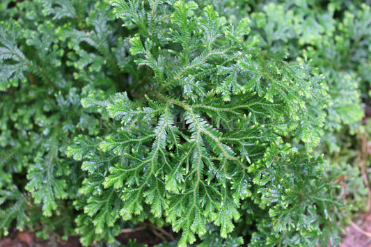 Selaginella watsonii