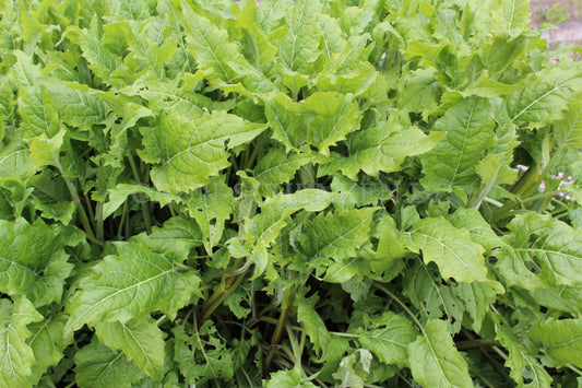 Silphium perfoliatum - Becherpflanze