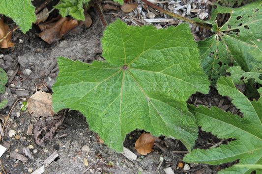 Silphium terebinthinaceum - Harzige Becherpflanze