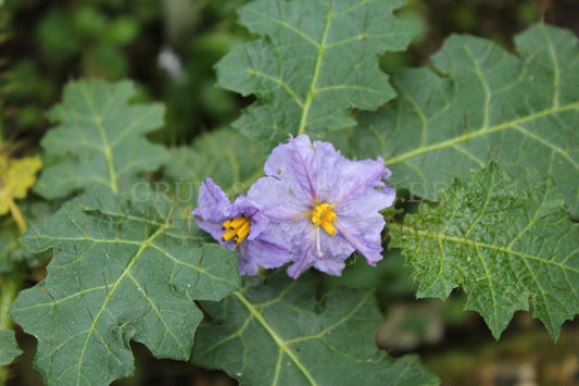 Solanum pungetium - Östlicher Nachtschatten