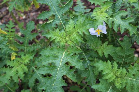 Solanum sisymbriifolium - Litschi-Tomate