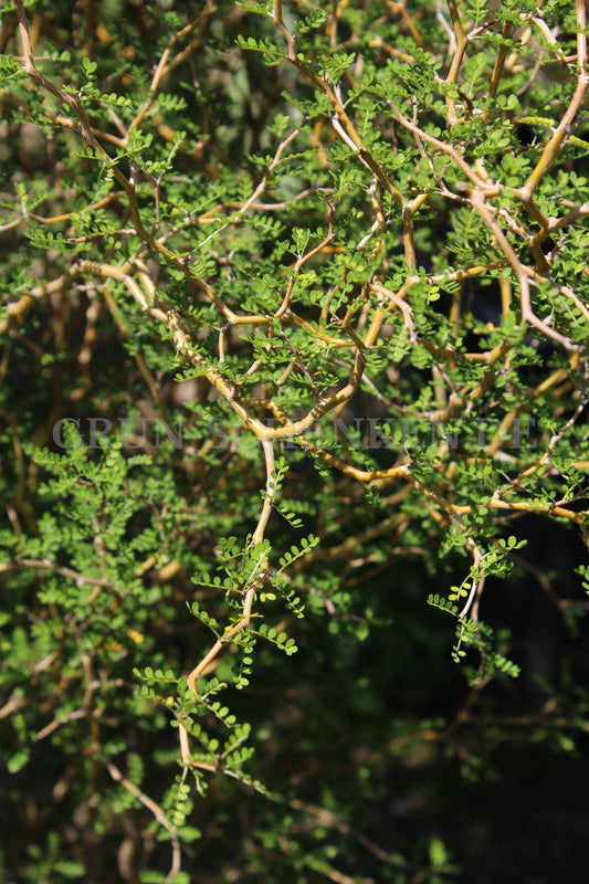 Sophora prostrata - Schnurbaum