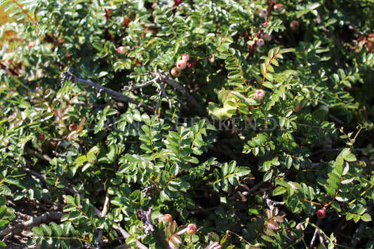 Sorbus poteriifolia
