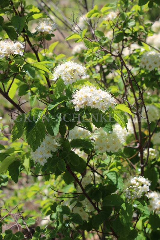 Spiraea chamaedryfolia - Gamander-Spierstrauch