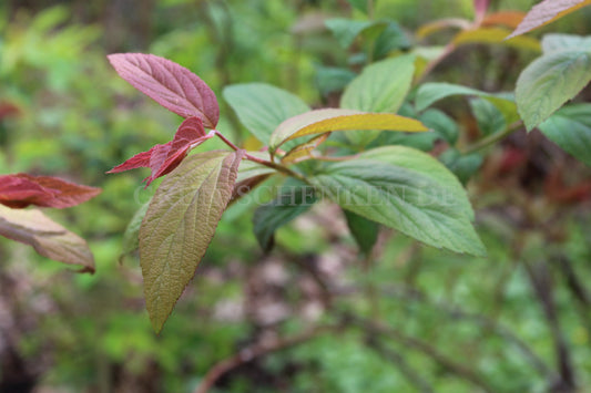 Spiraea japonica - Japanischer Spierstrauch