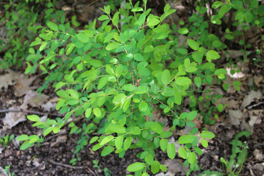 Spiraea mongolica - Mongolischer Spierstrauch