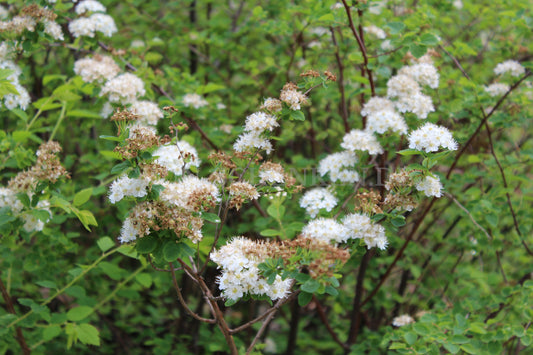 Spiraea nipponica - Japanischer Spierstrauch